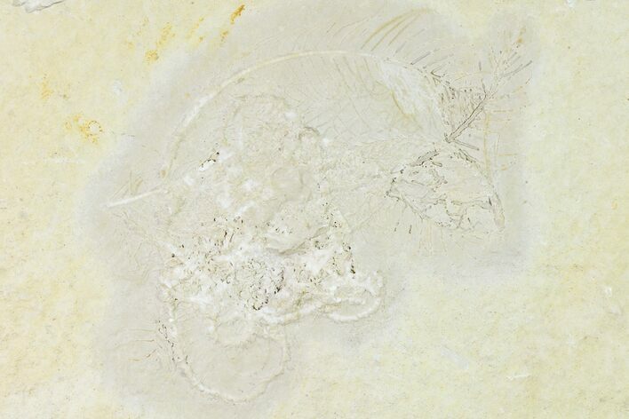 Floating Crinoid (Comaturella) Fossil - Solnhofen Limestone #165828